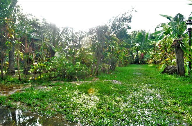 freaky finance, freaky travel, Garten, unter Wasser, Ban Elephant Blanc