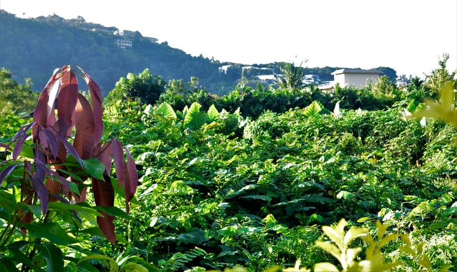 freaky finance, freaky travel, Dschungel, Pflanzen, grün, Hügel im Hintergrund