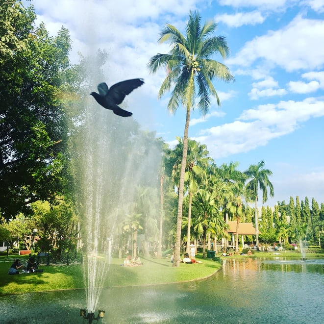 freaky finance, freaky travel, Park, Chiang Mai, Wasserfontäne, Vogel, Palmen