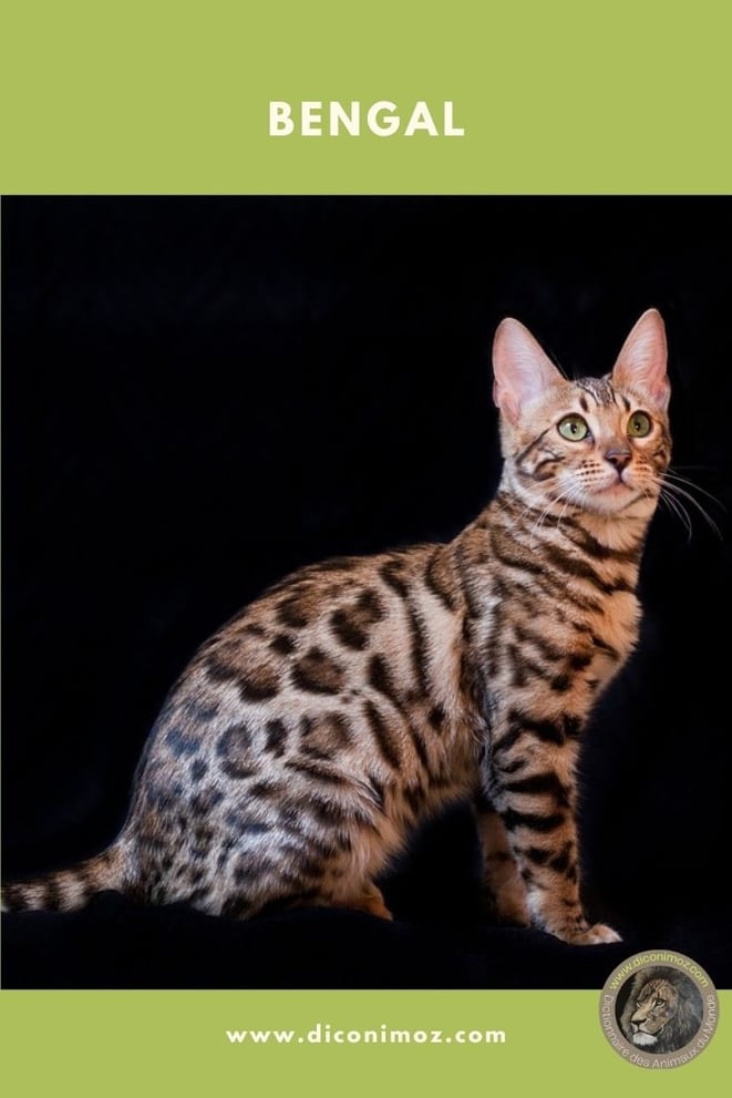bengal fiche chat identité animaux comportement race origine caractère sante