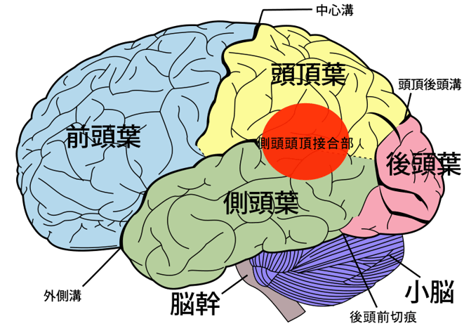 側頭頭頂接合部