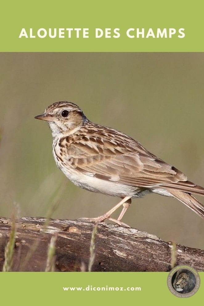 alouette des champs animaux par A