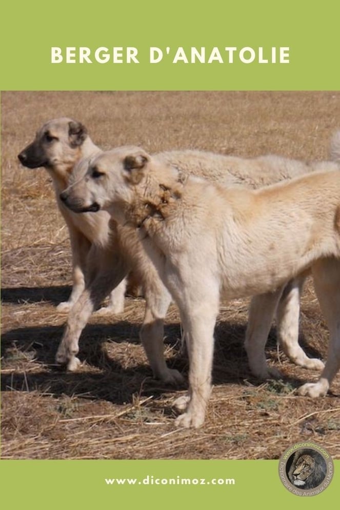 berger d'anatolie fiche identité chien comportement caractère origine poil santé