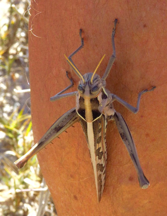 So schön können Heuschrecken sein! Ihr gefällts auf Pit's Bein!