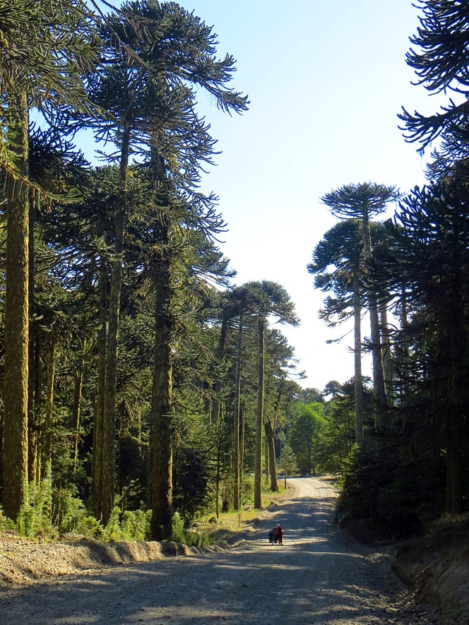 Die Araukarie, die chilenische Fichte oder Schuppentanne, wird bis zu 2000 Jahre alt.