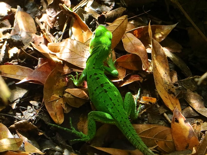 Costa Ricas Tier- und Pflanzenwelt ist ein Erlebnis!