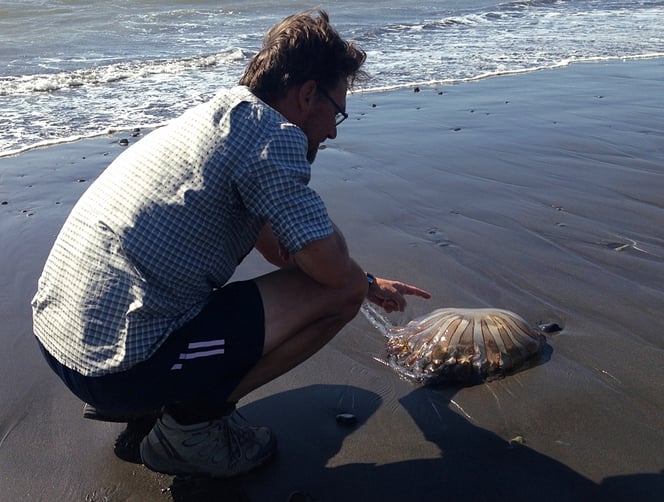 Manche Quallen sind riesig. Auf keinen Fall die Tentakel anfassen!