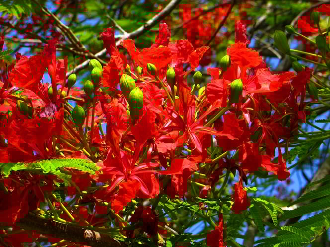 Blüten des Flammenbaums.