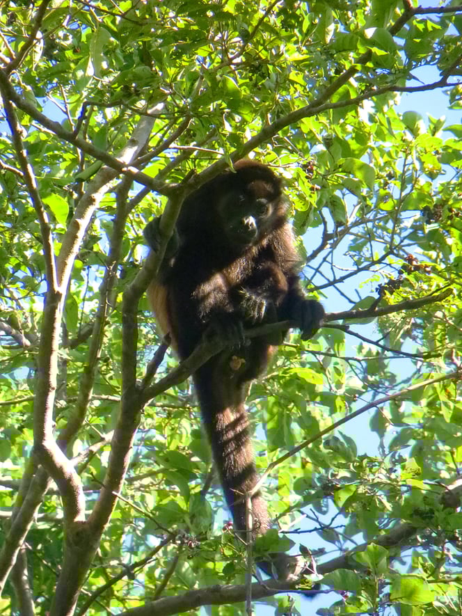 Brüllaffen sind aufmerksame Beobachter.