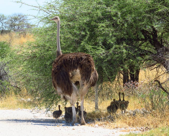 Familie Strauss unterwegs! Wieder einmal haben wir grosses Glück.