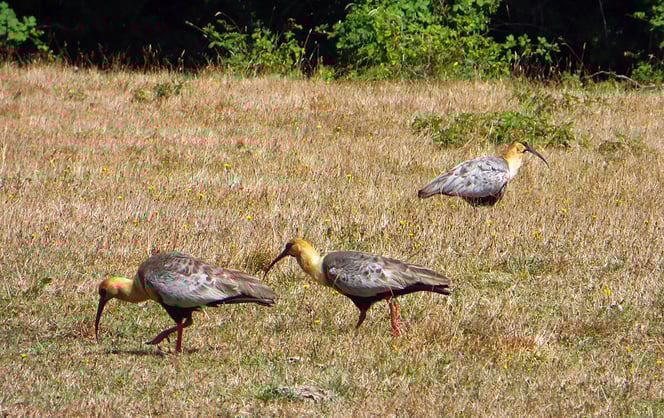Brillenibisse sehen wir häufig.