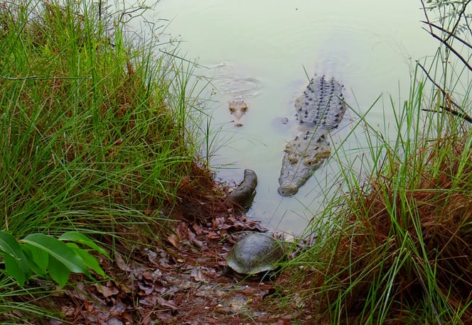 Füttern der Krokodile im nahen Teich beim Savanna Guest House. Die Wasserschildkröte (vorne) kümmert sich nicht um die Panzerechsen, ja stiehlt ihnen gar Futter!