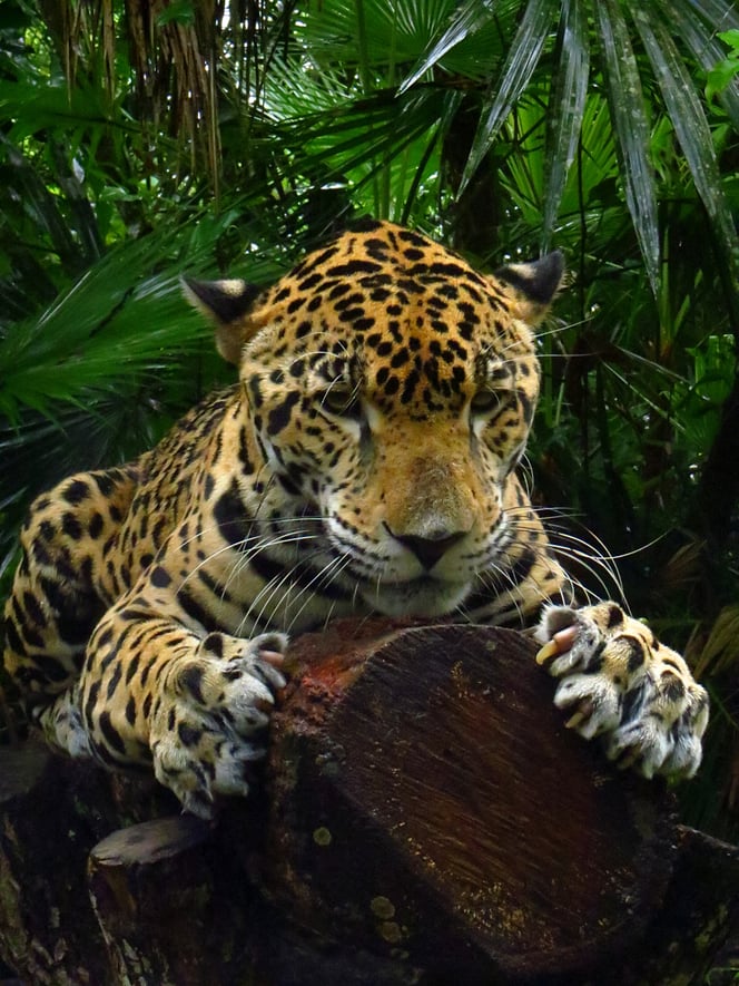 Mit Glück kann man im Schutzgebiet Leoparden beobachten. (Ein wunderschöner Bursche im Belize Zoo)