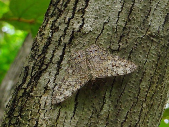 Ein Meister der Tarnung.