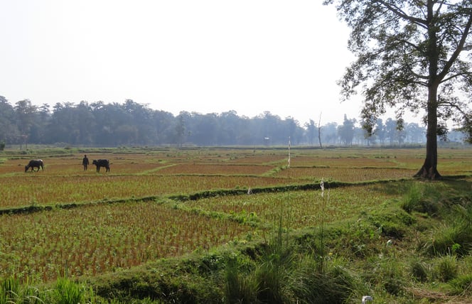 Reisfelder beherrschen das Landschaftsbild. Wie könnte es anders sein.