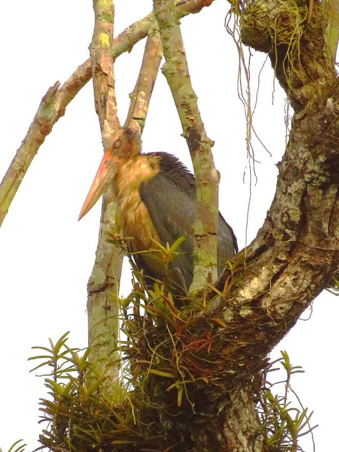 Ein mächtiger Vogel, der Marabu.