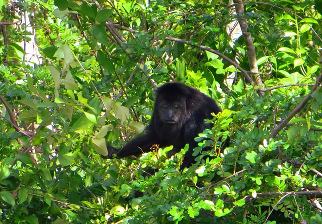 Wir haben grosses Glück und dürfen Brüllaffen aus nächster Nähe beobachten.