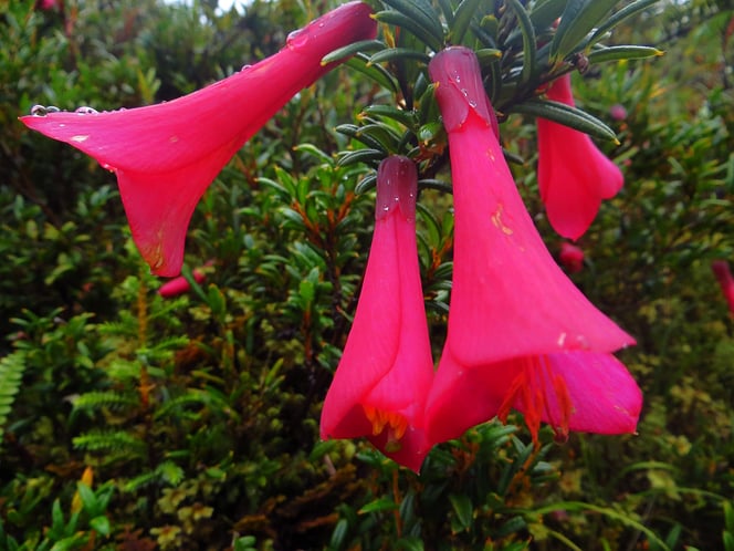 Nur dem Langsamreisenden zeigen sich die kleinen Schönheiten am Wegrand.