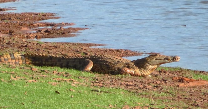 Neben ungefährlichen Schlangen gibt es auch Nilkrokodile in Madagaskar. Wir hoffen, dass sie sich nicht an den in der Nähe Badenden vergreifen.