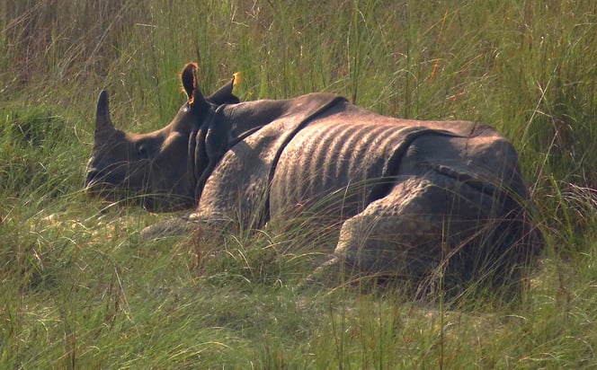 Mit diesen Kolossen ist nicht zu spassen. Panzernashornbulle im Chitwan Nationalpark.