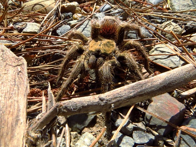 Spezielle Begegnung am Strassenrad: eine Tarantel aus der Familie der Vogelspinnen. Das Tier hatte eine Körperlänge von 6 bis 7 cm.