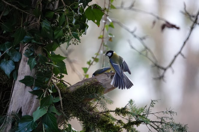 Foto: Hans-Ueli Thöni
