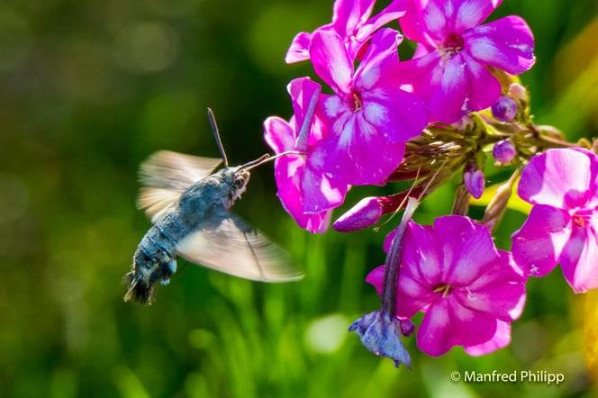 Taubenschwänzchen - sieht aus wie ein kleiner Kolibri, gehört aber zu den Schmetterlingen