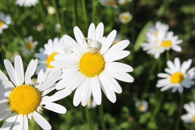 Veränderliche Krabbenspinne (Mai 2023)