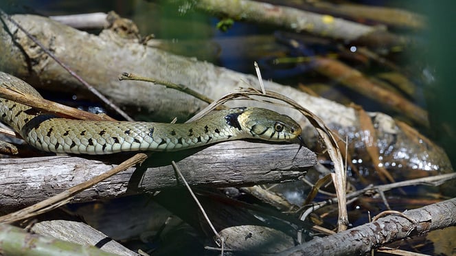 Foto: Hansruedi Weyrich