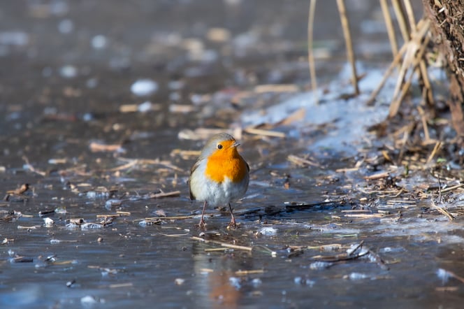 © www.naturblick.info  (Foto Heidrun Barth)