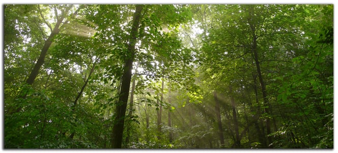 Waldbestattung mit Ascheverstreuung