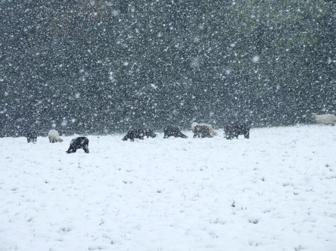 (Bild: buebikernews)