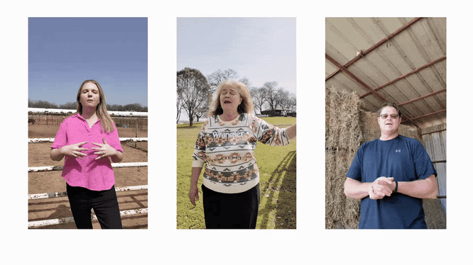 online horse course, learn about horses, horse, horses