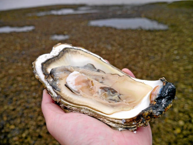 Østers du plukker selv