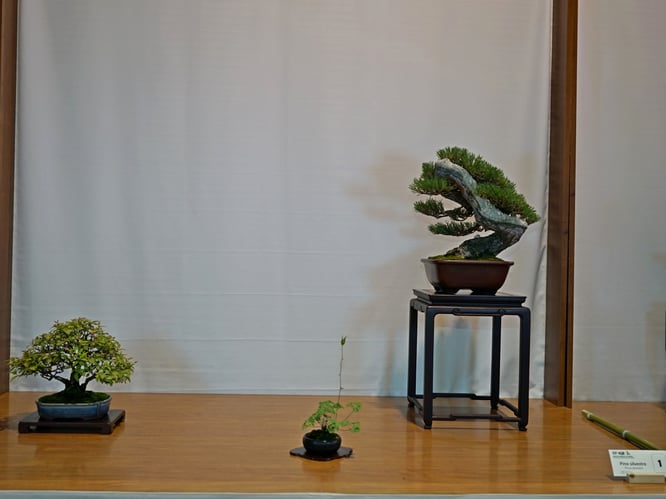 Targa Presidente U.B.I.: Pino silvestre - Bonsai Club Rivalta