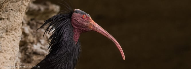 Waldrapp in Spanien - Waldrapp-Kolonie in Vejer de la Frontera/Provinz Cadiz - Südspanien