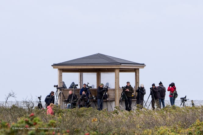 Beobachtungshütte beim Vogelzug in Falsterbö - Schweden