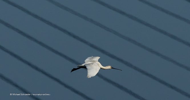 Löffler Brücke Portugal Sapa de Castro Marim Naturpark Birding Vogelbeobachtung Ornithologie spoonbill