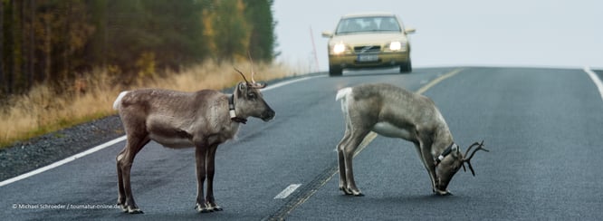 Rentiere auf einer Straße mit mfahrendem Auto