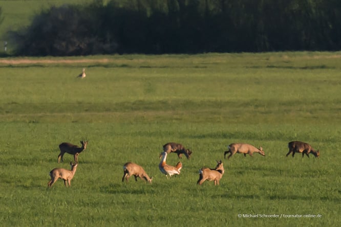Großtrappen in Deutschland