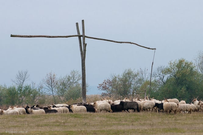 Ziehbrunnen am Neusiedler See