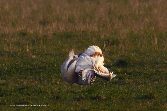 Männliche Großtrappe bei der Balz