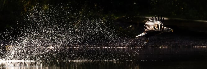 Ein Seeadler bei der Jagd.