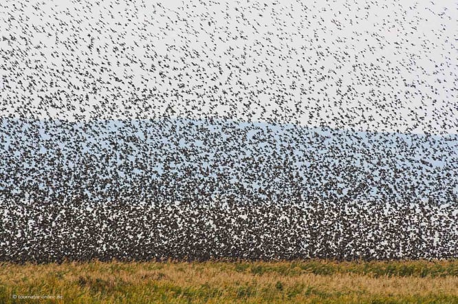 Die "Schwarze Sonne" - tausende Stare sammeln sich in Schwärme
