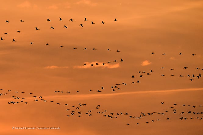 Mit dem Wohnmobil in der Diepholzer Moorniederung
