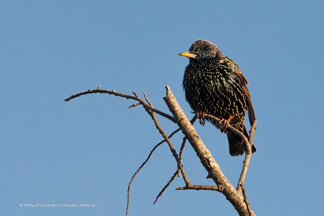 Mit dem Wohnmobil beim Tanz der Stare in Aventhoft
