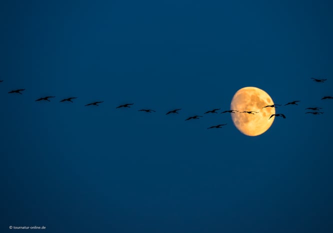 Kraniche vor Vollmond im herbstlichen Nationalpark Müritz