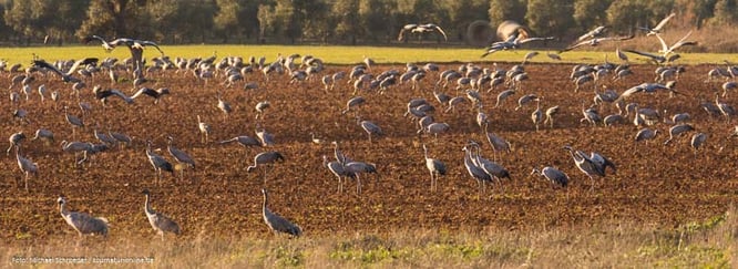 Kraniche auf den Feldern rund um die Laguna de Fuente de Piedra