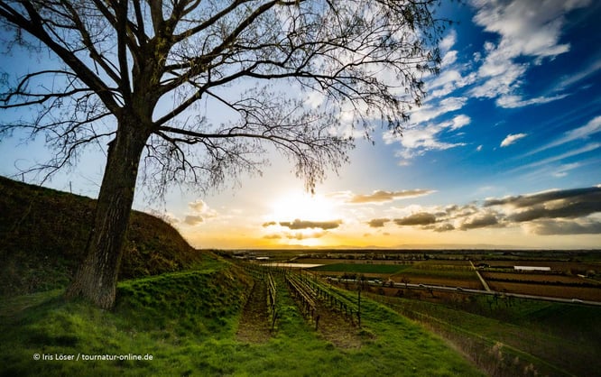 Mit dem Wohnmobil in der Rheinebene und im Elsaß