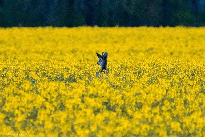 Reh im Raps am Gülper See